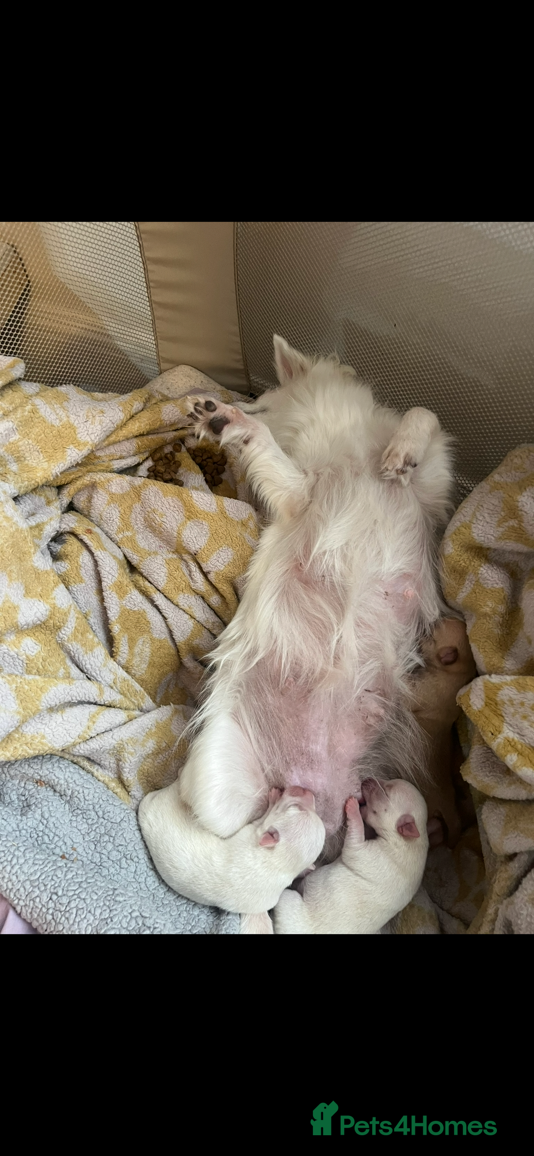 Chihuahua dogs for sale: 3 small chihuahua puppies  - Image 25