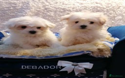 Maltipoo dogs for sale: Toy Maltipoos  ready NOW - Image 1