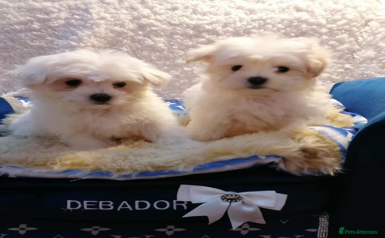 Maltipoo dogs - Advert 6