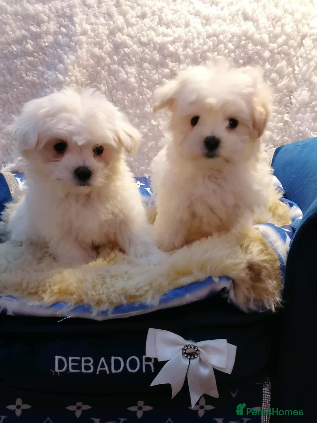 Maltipoo dogs for sale: Toy Maltipoos  ready NOW - Image 1