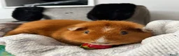 Guinea Pig rodents for sale: 2 male guinea pigs - Advert 4