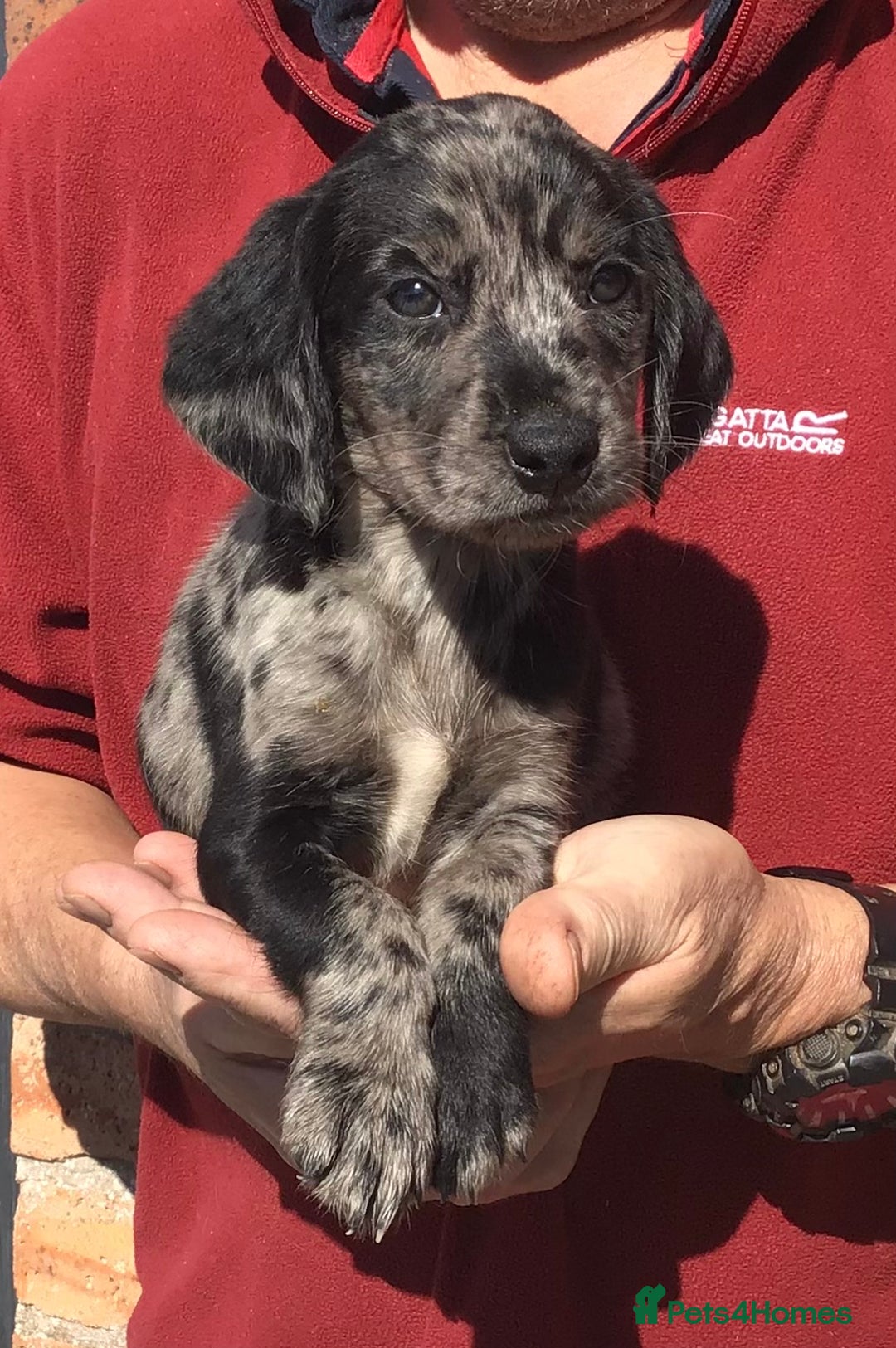 Cockerdor dogs for sale: AMAZING COCKERDOR/COCKADOR PUPPIES - Image 24