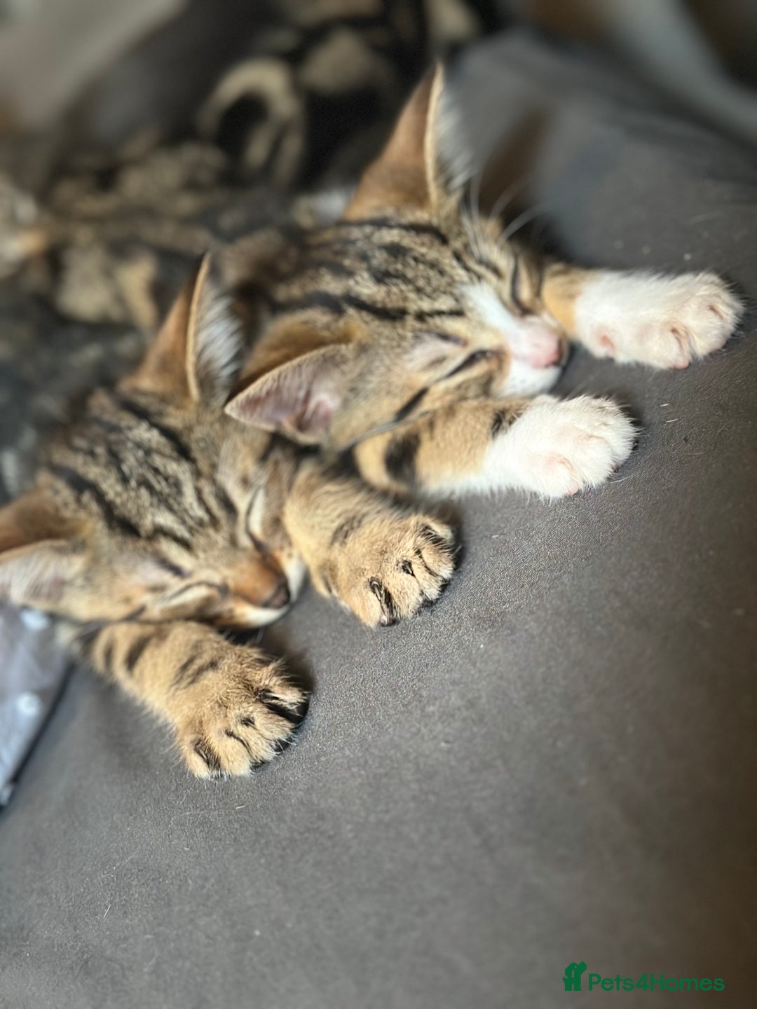 Bengal cats for sale: 5 females bengal cats  - Image 8