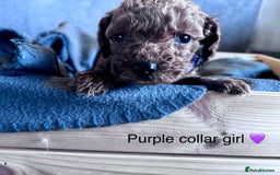Cockapoo dogs for sale: ✨ READY SOON-Adorable F1B Cockapoo Puppies✨ - Image 12