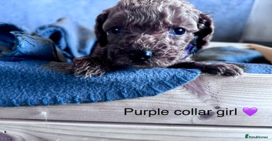 Cockapoo dogs - Advert 6