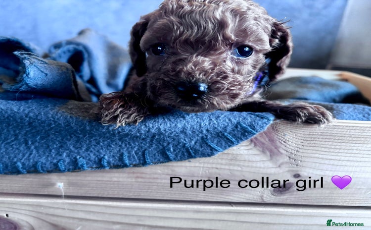 Cockapoo dogs - Advert 7