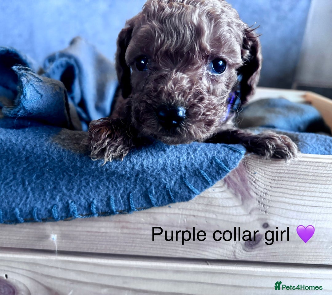 Cockapoo dogs for sale: ✨ READY SOON-Adorable F1B Cockapoo Puppies✨ - Image 12