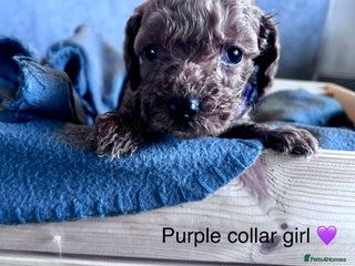 Cockapoo dogs - Advert 36