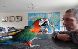 Macaws birds for sale: Harlequin macaw female 5y old Very tame free flyer - Advert 7