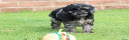 Cockapoo dogs for sale: F1 COCKAPOO PUPPIES FOR SALE - Advert 12