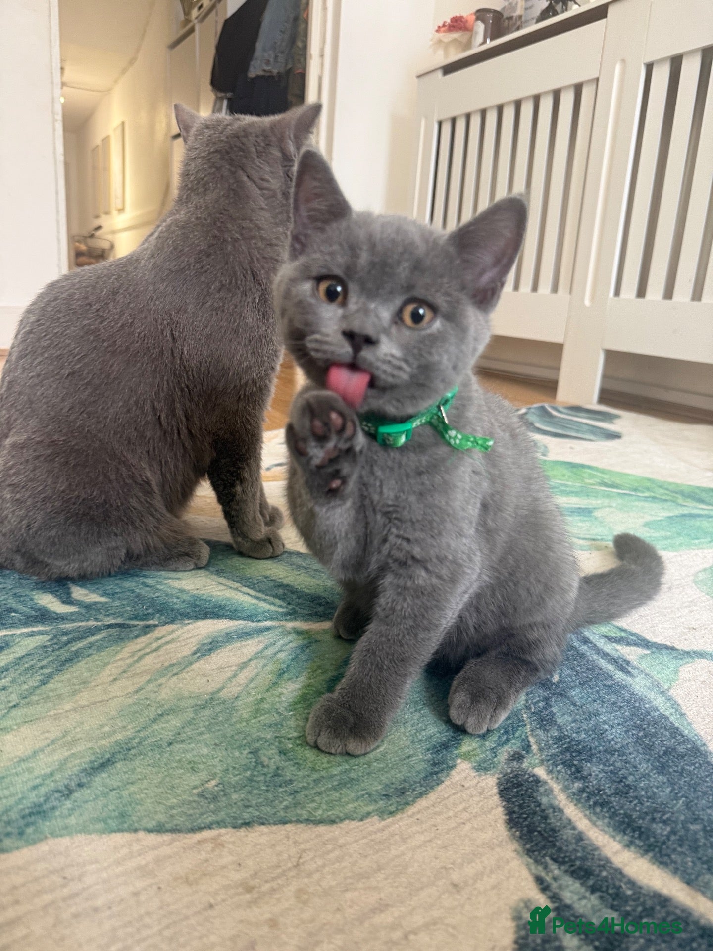 British Shorthair cats British shorthair kittens 3 left - Advert 6
