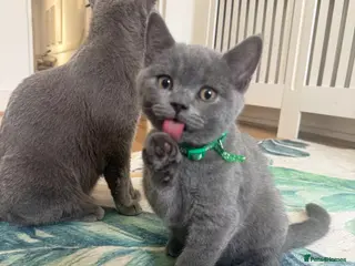 British Shorthair cats British shorthair kittens 3 left - Advert 6