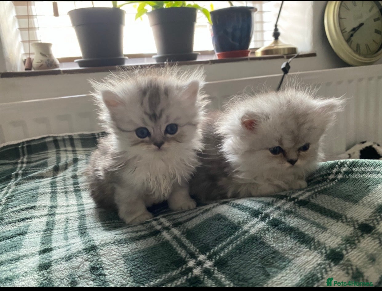 Persian cats Stunning Persian Chinchilla Kittens - Lancashire. - Advert 6