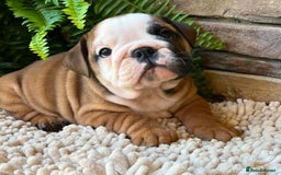 English Bulldog dogs for sale: Beautiful Pure breed English Bulldog Pups - Image 11