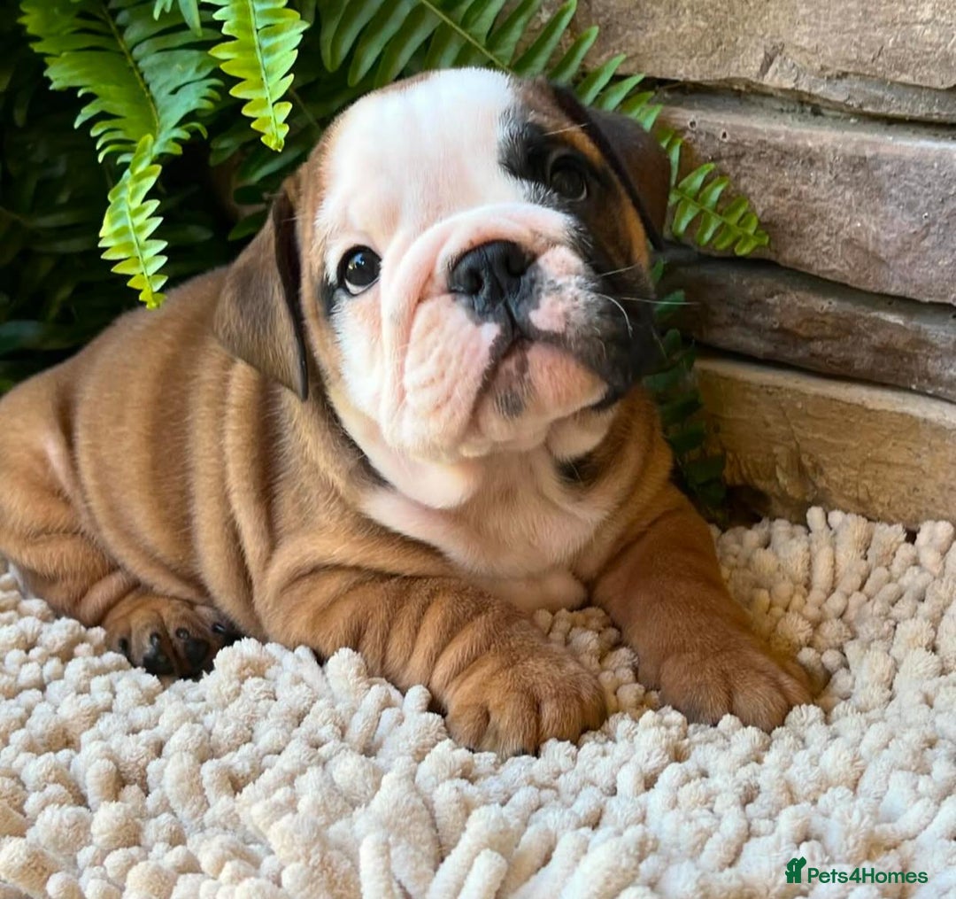 English Bulldog dogs for sale: Beautiful Pure breed English Bulldog Pups - Image 11