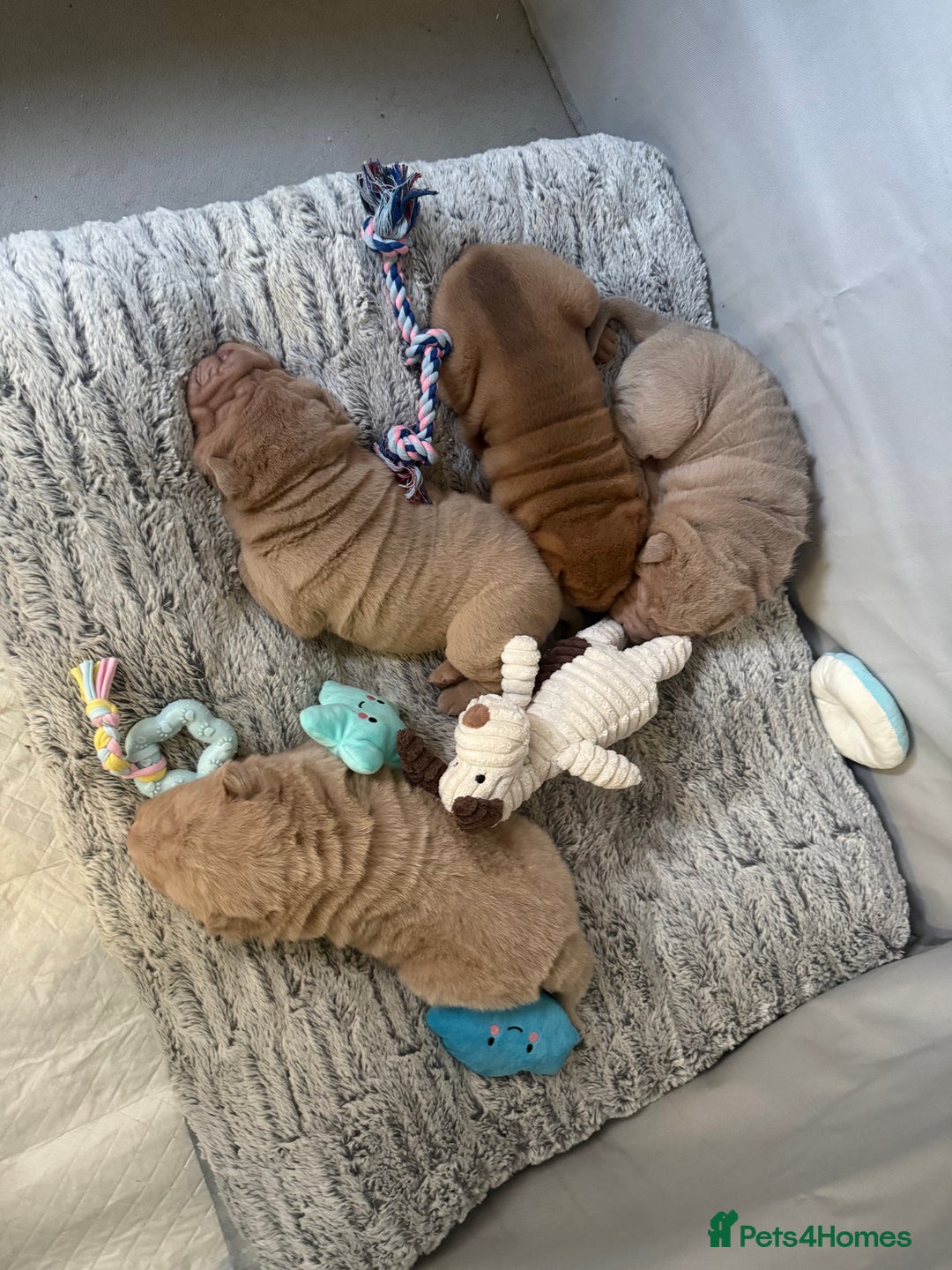 Shar Pei dogs for sale: Adorable Sharpei puppies for sale! - Advert 4