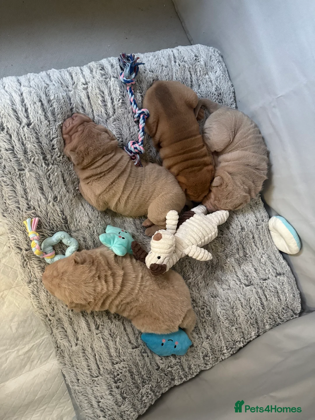 Shar Pei dogs for sale: ✨🐾 Cream Bear Coat Shar Pei Girl Available 🐾✨ - Advert 10