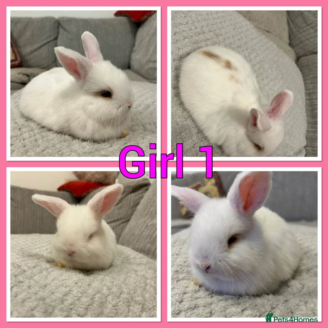 Mini Lop rabbits for sale: Pure mini lop babies  - Advert 4