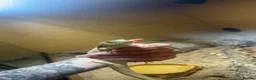 Skink reptiles for sale: Berber Skink with Set Up - Advert 5
