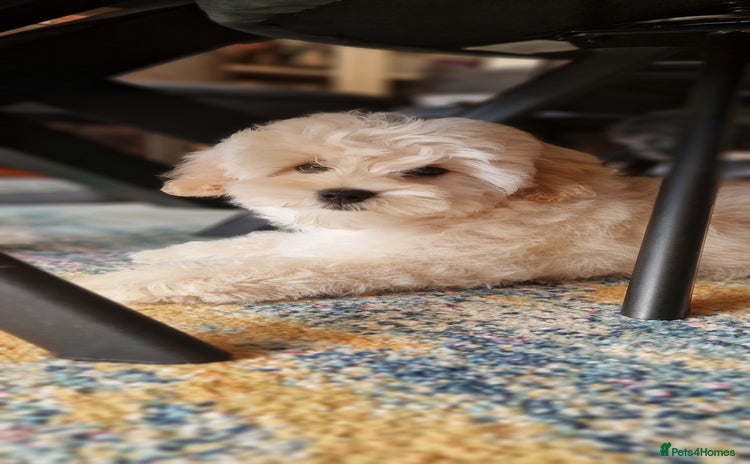 Maltipoo dogs - Advert 8