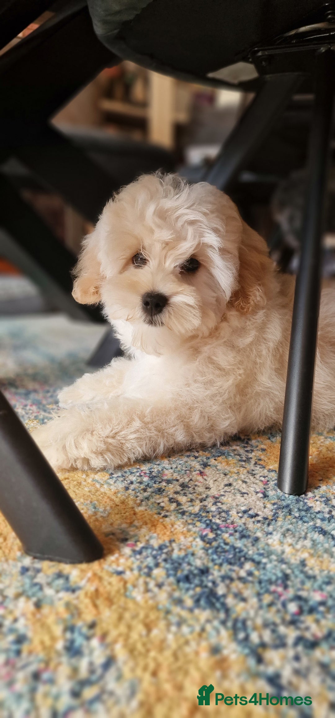 Maltipoo dogs for sale: Korean x toy maltipoo LAST BOY available  - Image 1