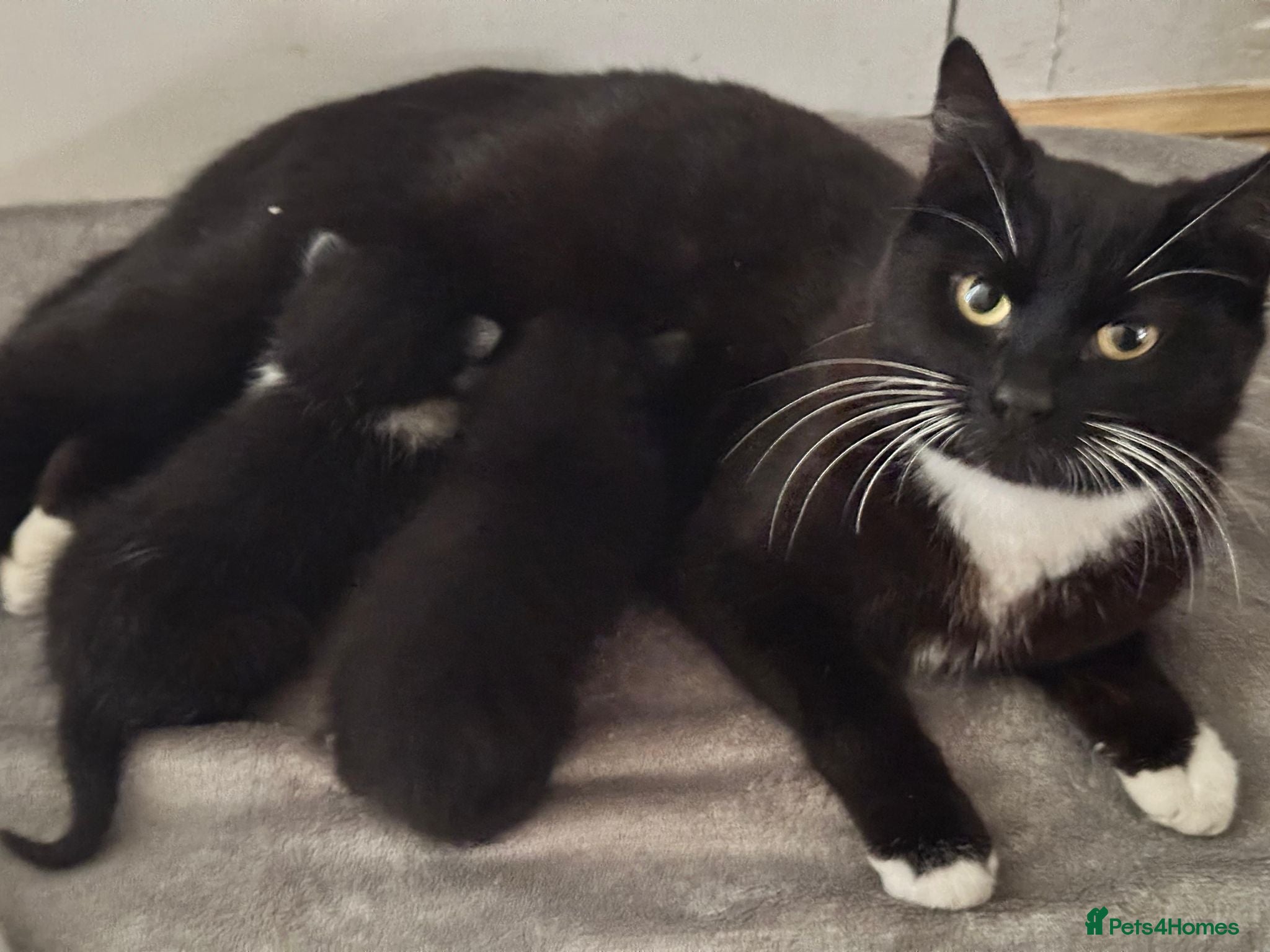 Domestic Shorthair cats 6 Kittens ready to go ASAP!  - Advert 1