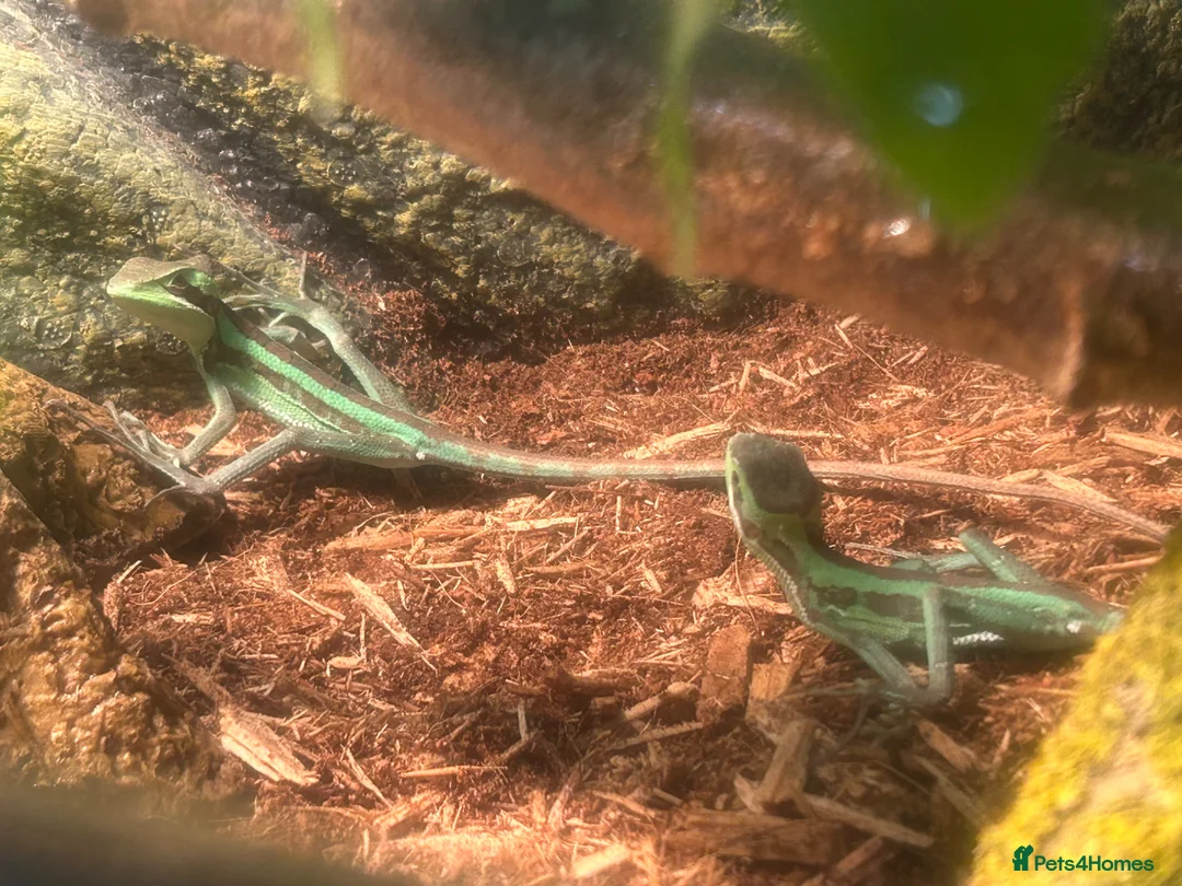 Iguana reptiles for sale: Casquehead iguanas  - Advert 1