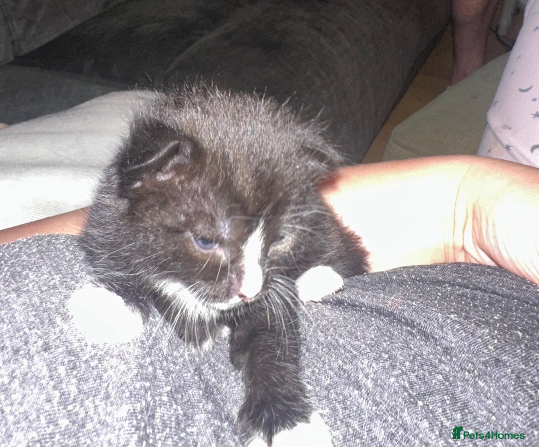 Mixed Breed cats for sale: 3 beautiful kittens available  - Image 5