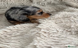 Miniature Dachshund dogs for sale: Long haired mini male dachshunds pups KC reg  - Image 29