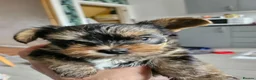 Yorkshire Terrier dogs for sale: Beautiful Mini Yorkshire Terrier Puppies  - Advert 14