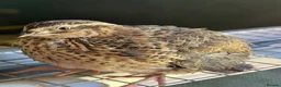 Quail poultry for sale: Any ages English White, Estonian breeds of quails  - Advert 2