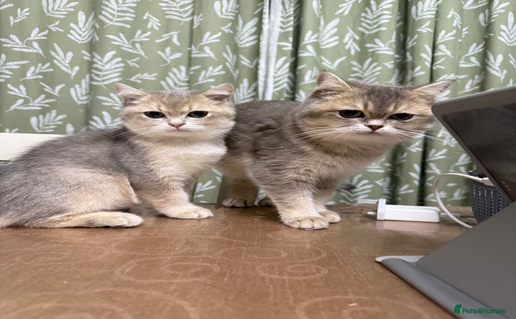 British Shorthair cats - Advert 8