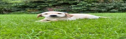 Labrador Retriever dogs for sale: KC LABRADOR PUPPIES - Advert 6