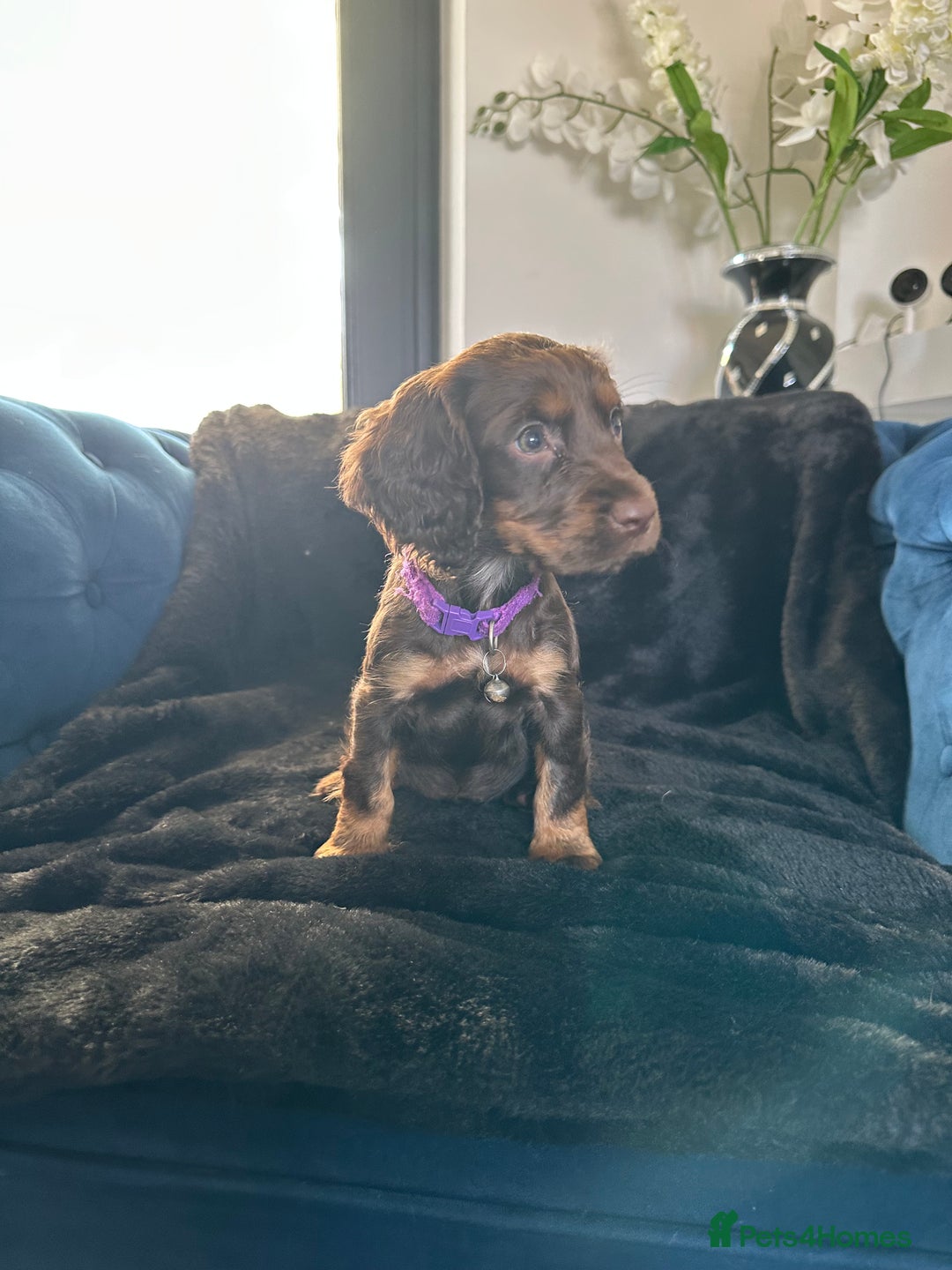 Cocker Spaniel dogs for sale: BEAUTIFUL LITTER OF TRICOLOURED COCKER SPANIELS  - Image 35