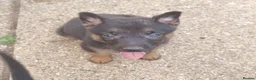 Belgian Shepherd Dog dogs for sale: Belgian malinois puppies KNVP working lines - Advert 6
