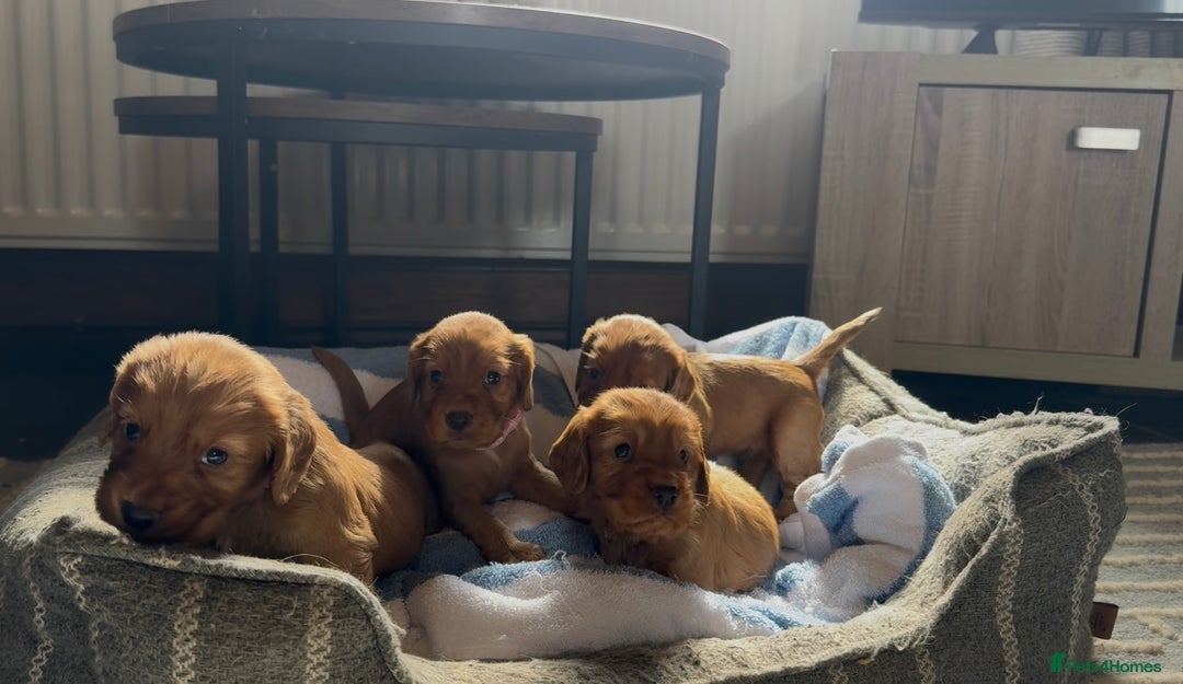 Cocker Spaniel dogs for sale: ✨ KC Registered Working Cocker Spaniel Puppies ✨ - Image 6
