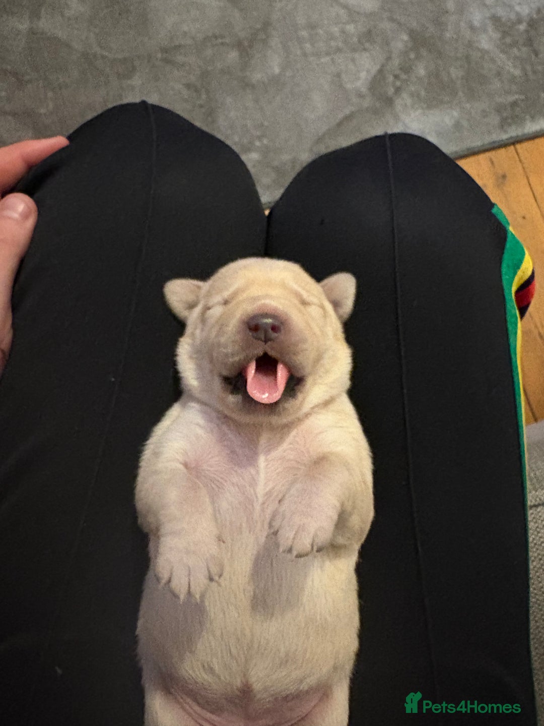 Labrador Retriever dogs for sale: 9 STUNNING YELLOW LABRADORS  - Advert 11