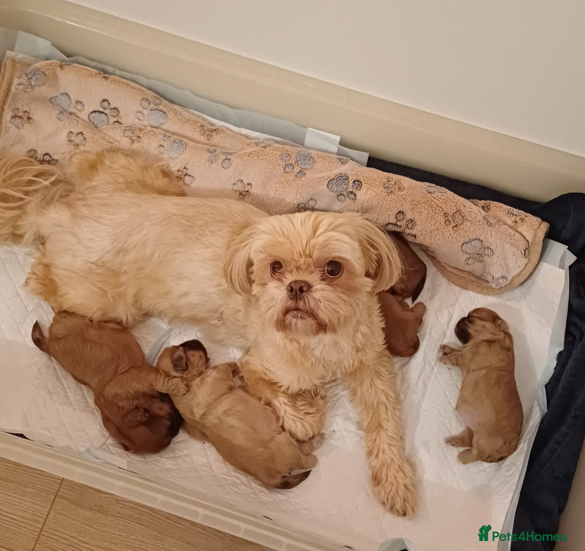 Shih Tzu dogs Beautiful Brown babies - Advert 7
