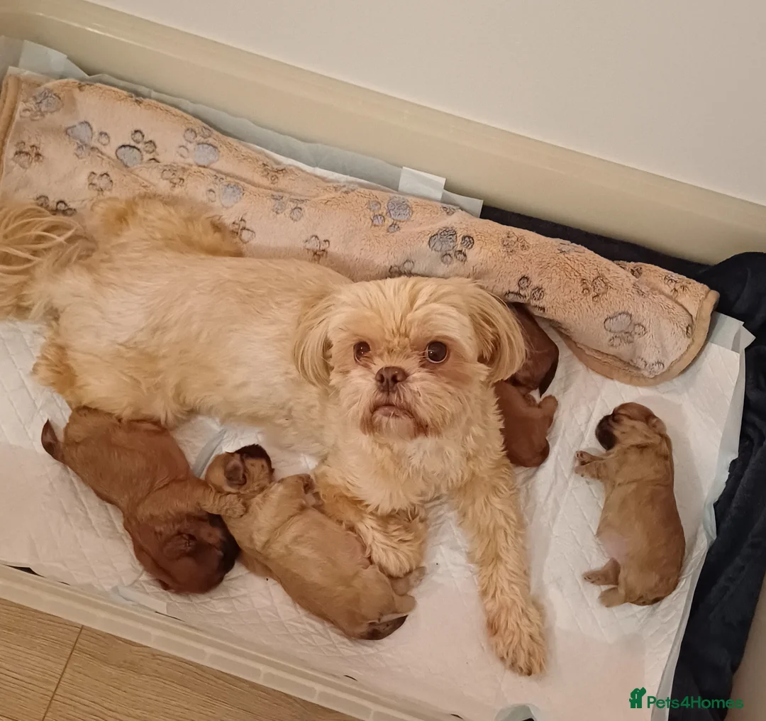 Shih Tzu dogs for sale: Beautiful Brown babies - Advert 1