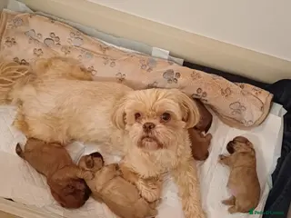 Shih Tzu dogs Beautiful Brown babies - Advert 1