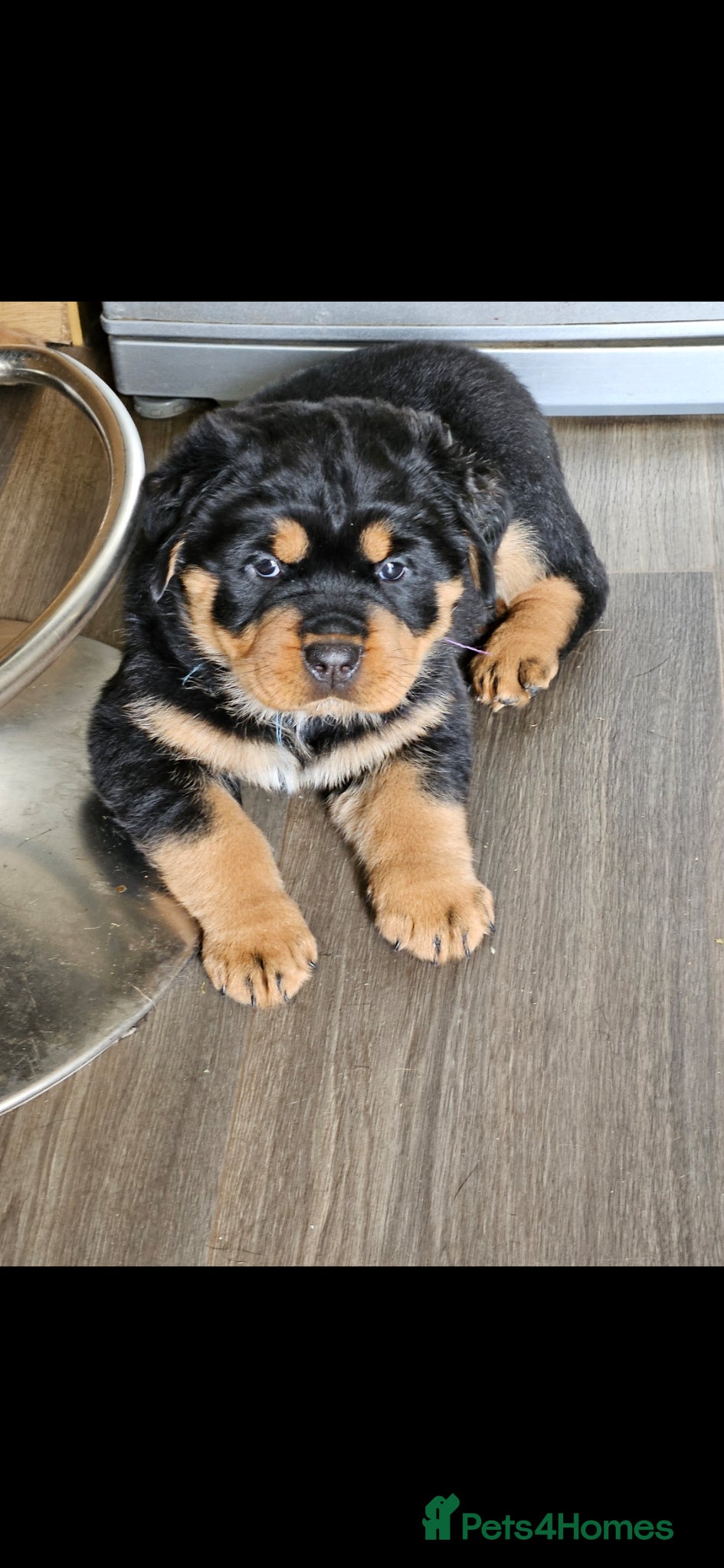 Rottweiler dogs Beautiful rottweiler puppies  - Advert 14