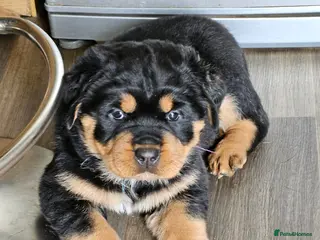 Rottweiler dogs Beautiful rottweiler puppies - Advert 14