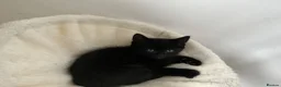 Mixed Breed cats for sale: Pudding, black male kitten with stripes.  - Advert 8