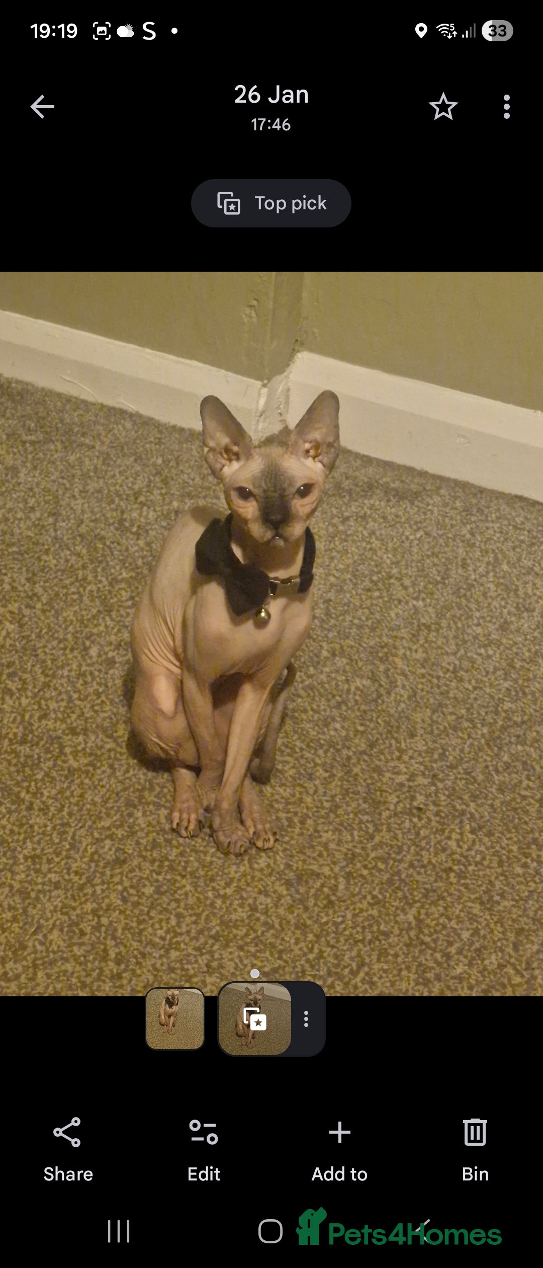 Sphynx cats for sale: 2 year old female seal point  - Advert 1