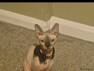 Sphynx cats 2 year old female seal point - Advert 1