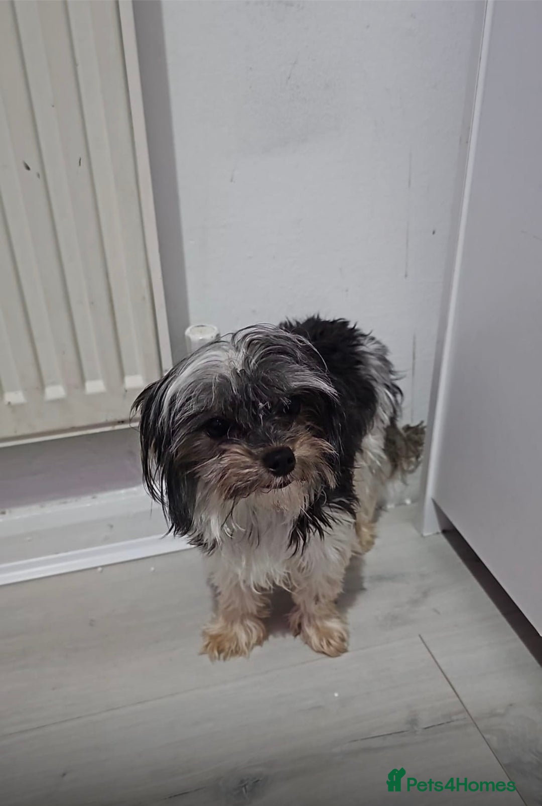 Yorkshire Terrier dogs for sale: Brewer terriers  - Advert 4