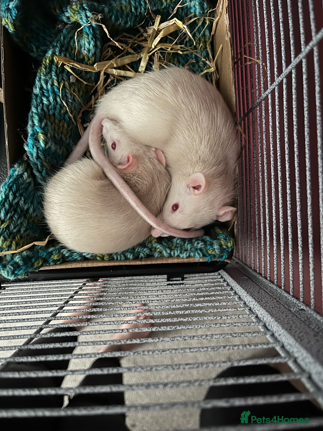 Rat rodents for sale: 2 female rats - Image 2