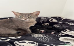 Domestic Shorthair cats for sale: 5 Beautiful Kittens 🖤 - Image 10