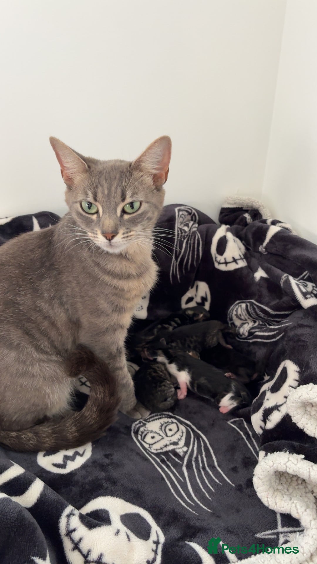 Domestic Shorthair cats for sale: 5 Beautiful Kittens 🖤 - Image 10