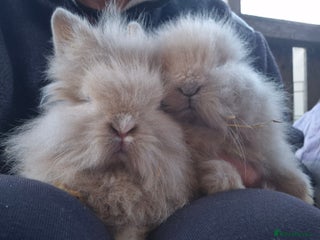 Mini Lop rabbits Mini lop and lion heads. ready to reserve - Advert 5